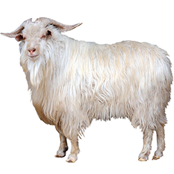 Inner Mongolia Cashmere Goat